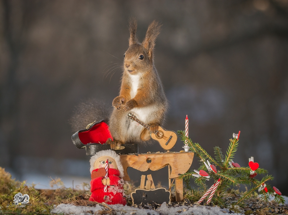 red squirrel standing with a guitar , christmas doll and candles