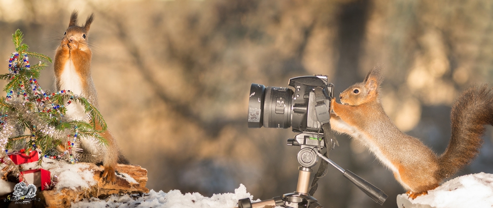 red squirrel with a camera and one with a christmas tree