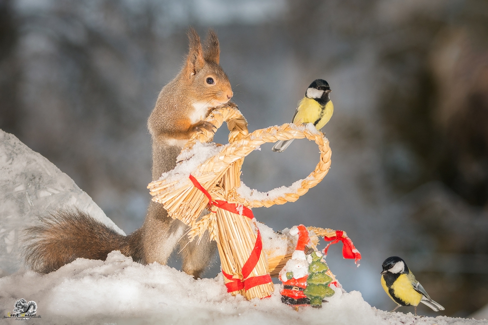 red squirrel and titmouse with a santa and christmas object in snow