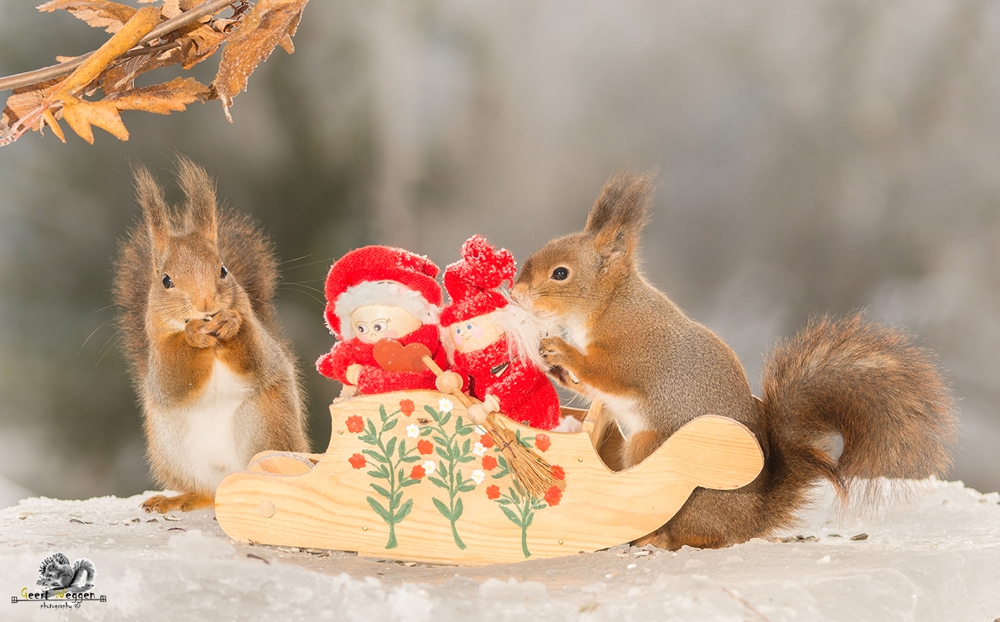 red squirrels with a sleigh with christmas dolls standing on ice