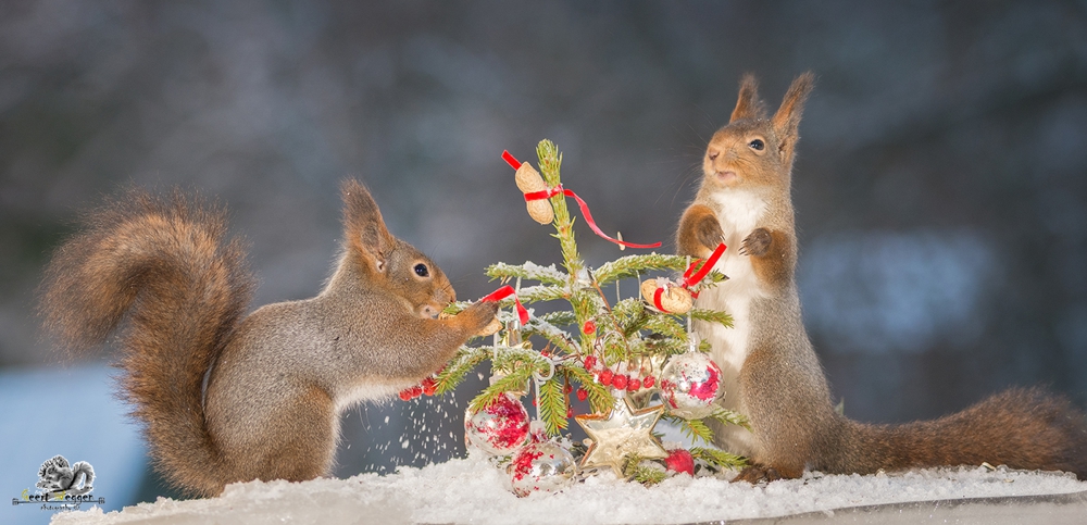 red squirrels with a christmas tree