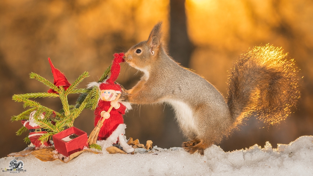 wild red squirrel with a santa and christmas tree