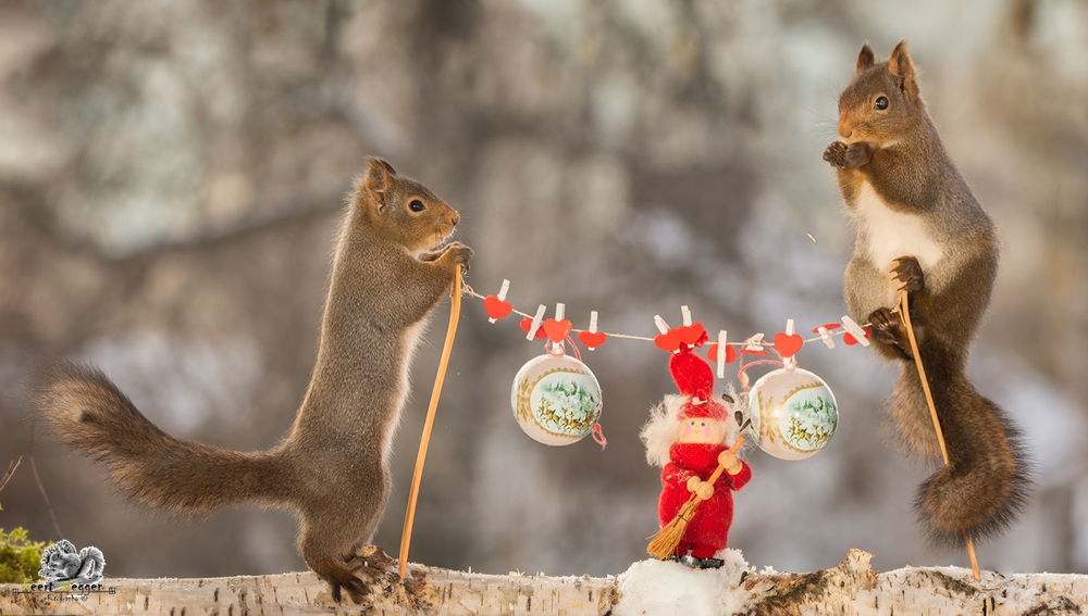 close up of red squirrels standing with poles of a clothesline with christmas objects hanging