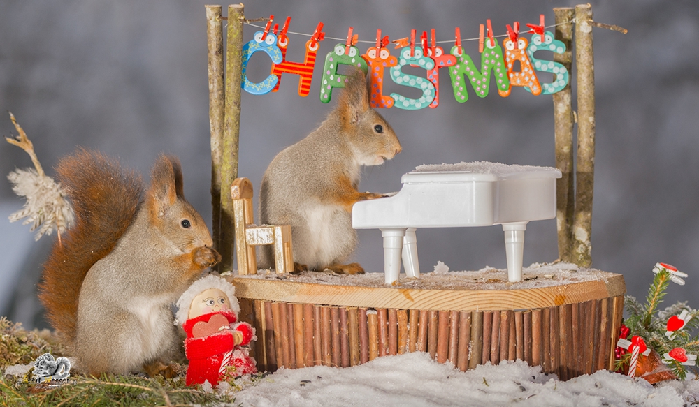 red squirrel standing on stage with a piano and word christmas while another squirrel watch