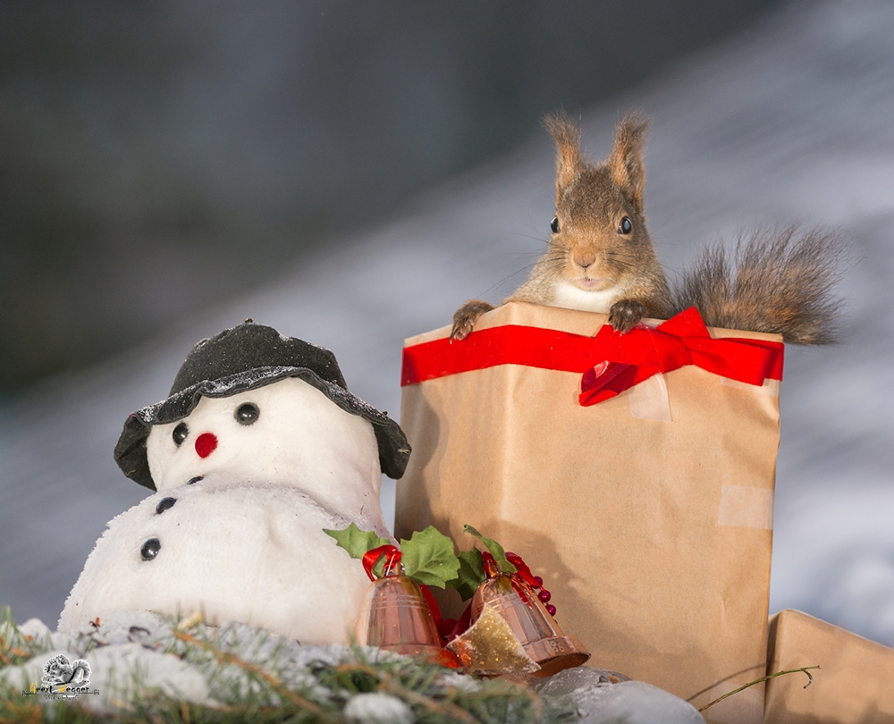 red squirrel standing in a christmas present with a snowman