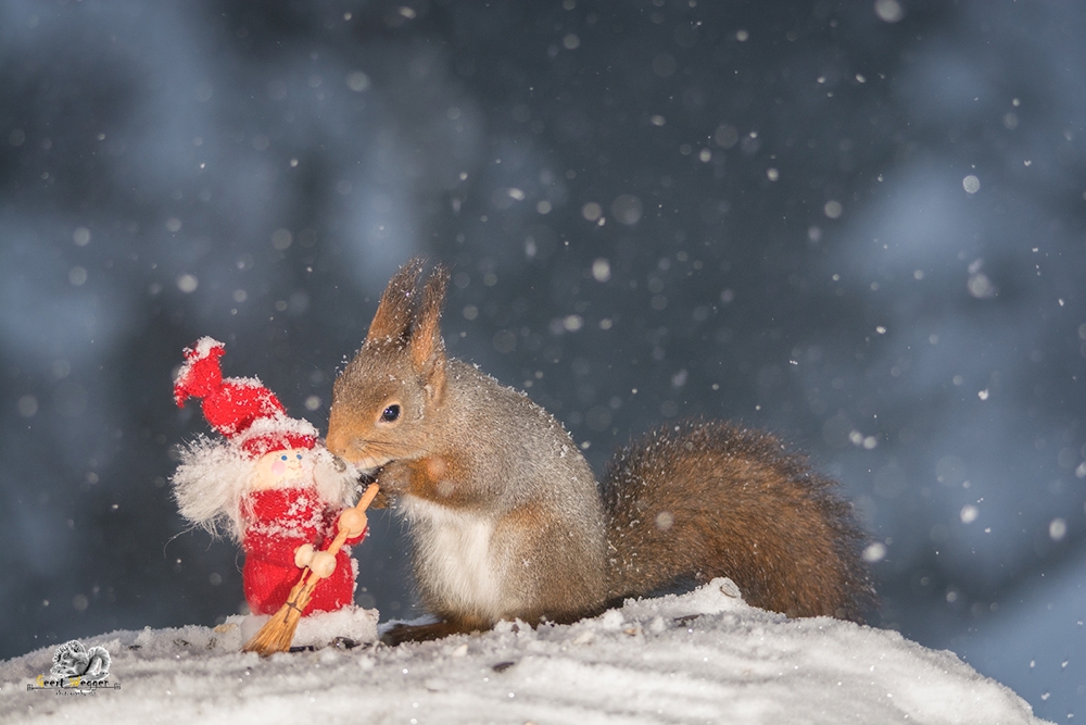 red squirrel with christmas doll while snowing