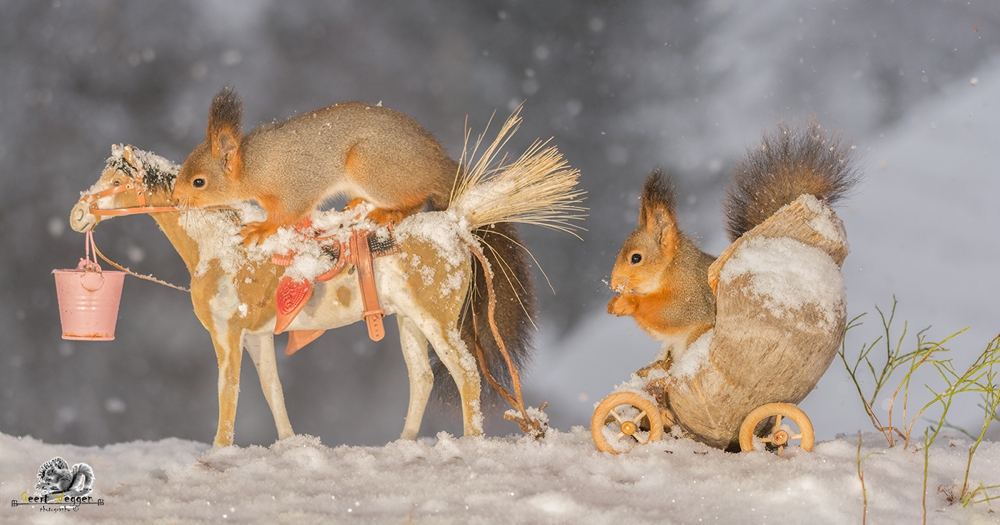 red squirrels on a horse and in wagon while it is snowing