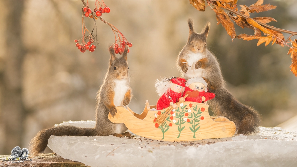 red squirrels with sled and santas on ice