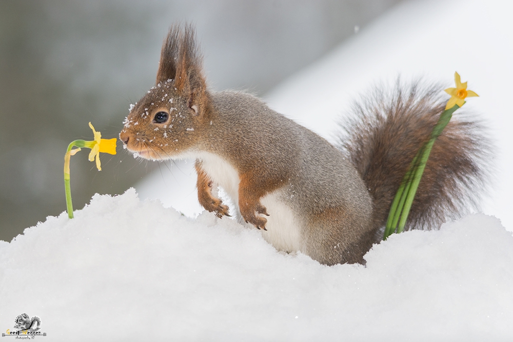 red squirrel in snow with daffodil