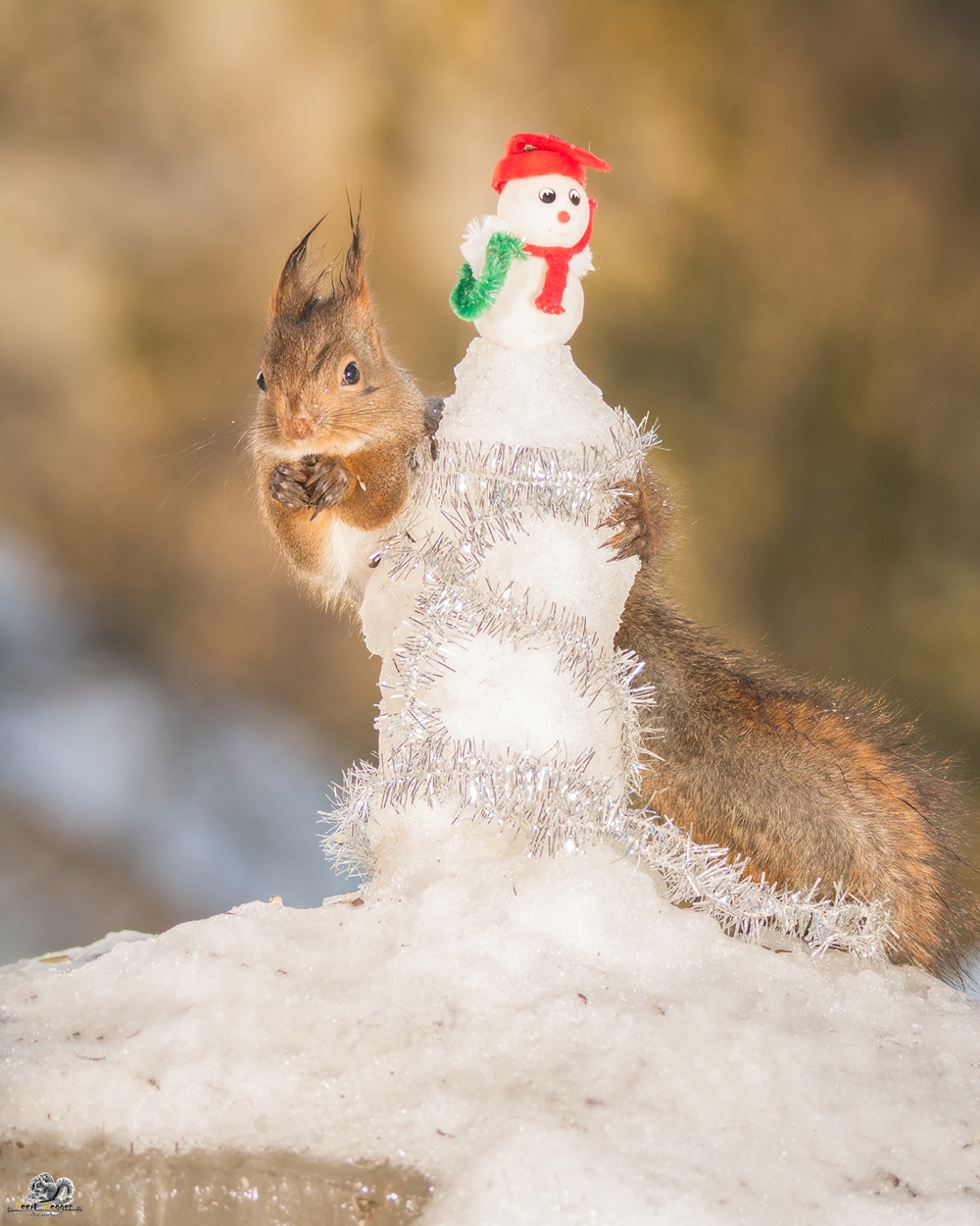 red squirrel embrace a snowman