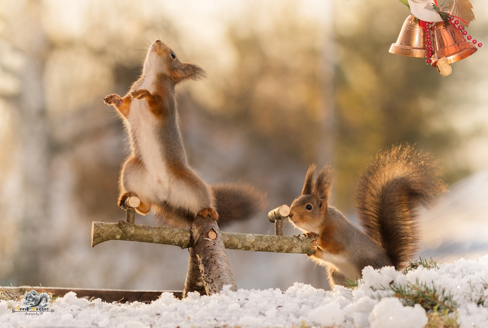 red squirrel standing on a play tool looking away while another is pushing and bells in corner