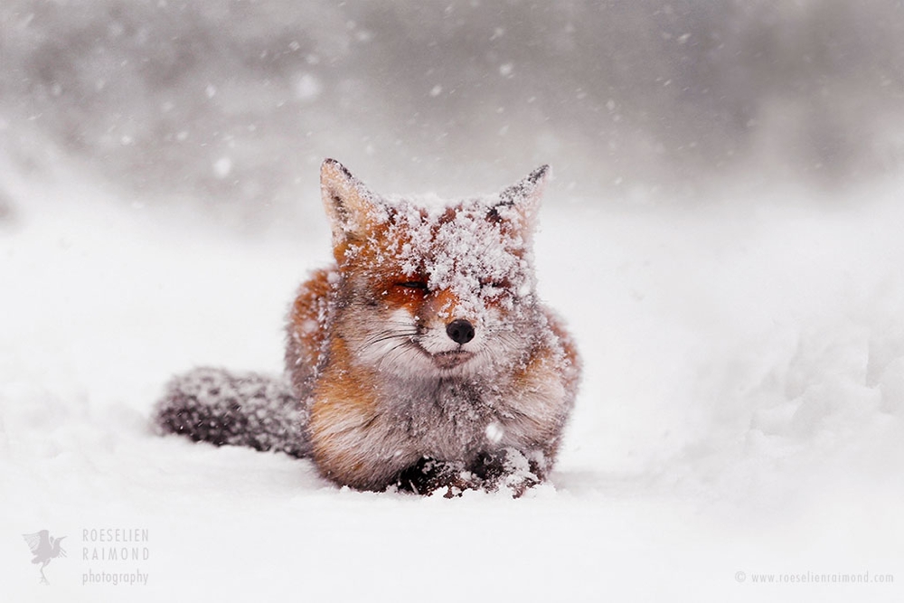 10_red_fox_snowing_white