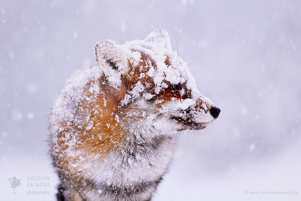 11_red_fox_snowing_face