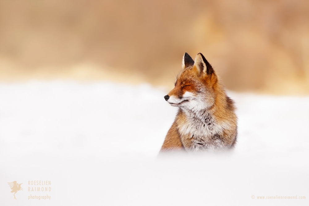 1_red_fox_snow