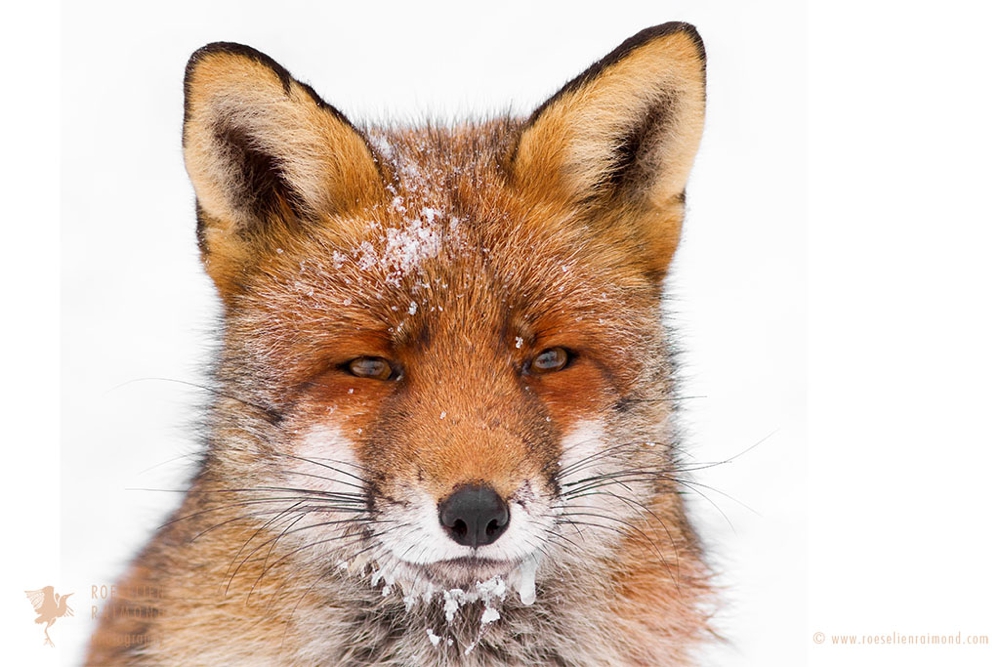 2_red_fox_icicles