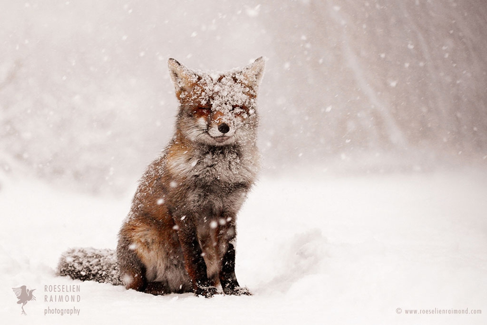 4_-red_fox_snowing