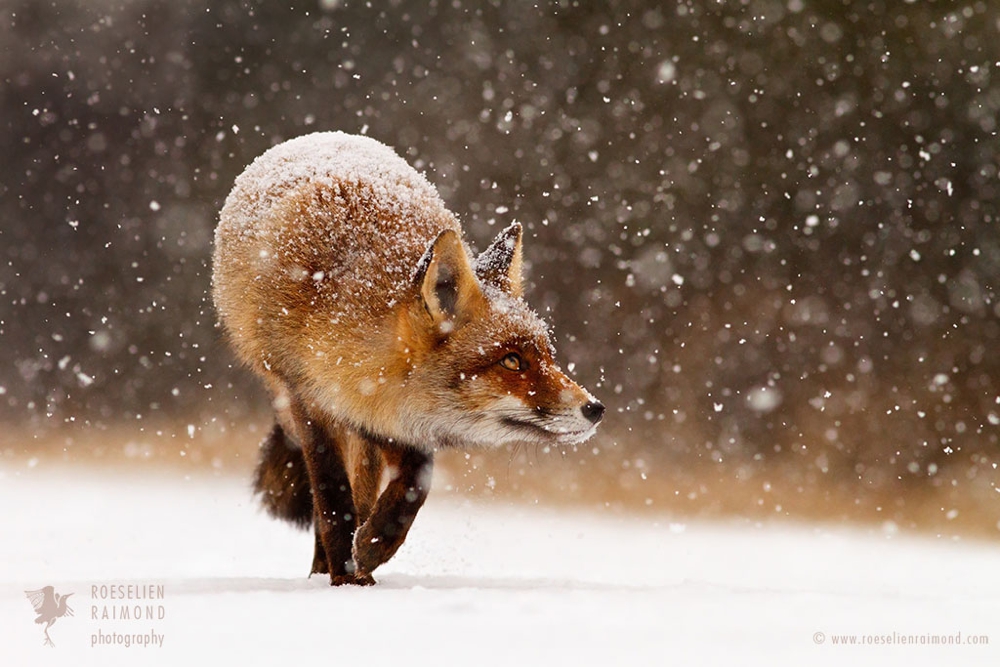 5_red_fox_snow_flakes
