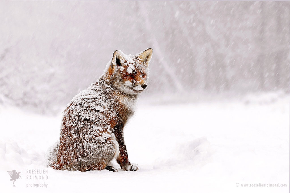 6_red_fox_snowstorm