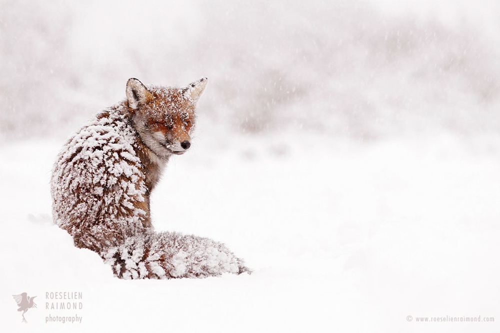 Name: Vulpes vulpes Location: The Netherlands – Amsterdamse Waterleidingduinen Description: A fox sitting in the snow as if it just doesn’t really know what to do in this particular situation. Or maybe it was just as surprised as I was to find another creature in these quite uncommon and uncomfortable weather circumstances. Details: Lying in the snow. Handheld.