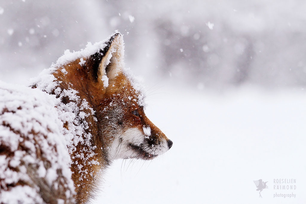 8_red_fox_snow_portrait