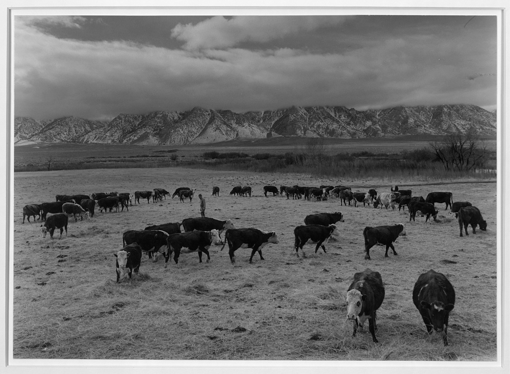 Cattle in south farm, Manzanar Relocation Center, California