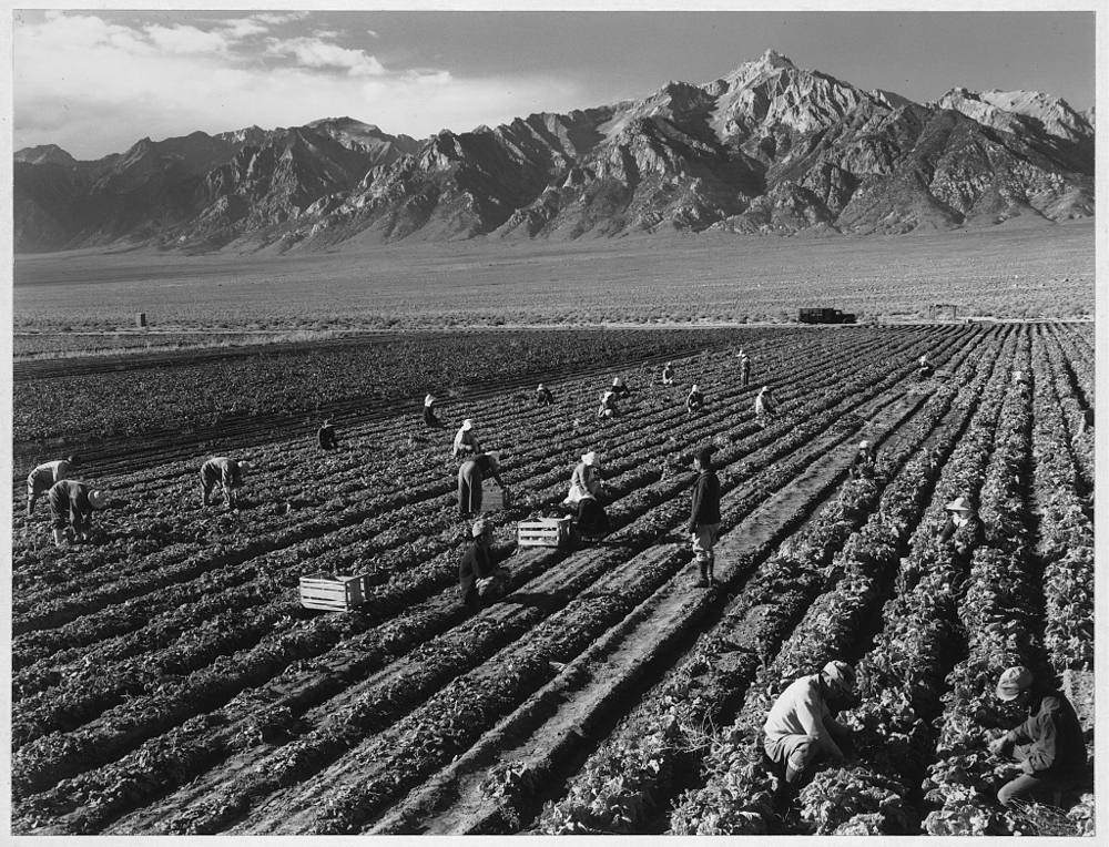 Farm, farm workers, Mt. Williamson in background, Manzanar Relocation Center, California