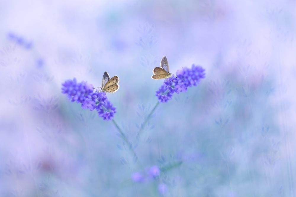 Macro_Photography_0001