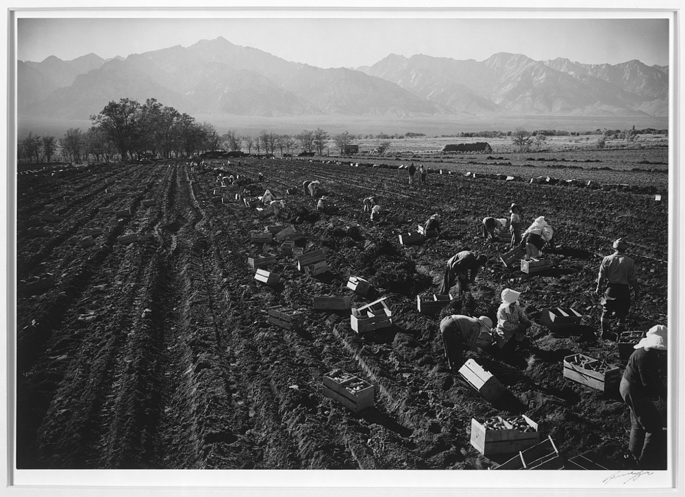 Potatoe, [i.e., Potato] fields, Manzanar Relocation Center