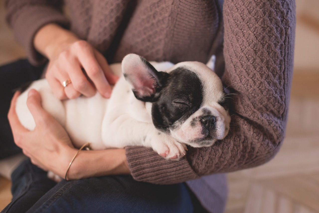 how to photograph your pets