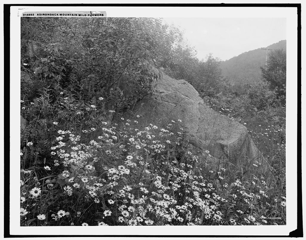 Adirondack mountain wildflowers