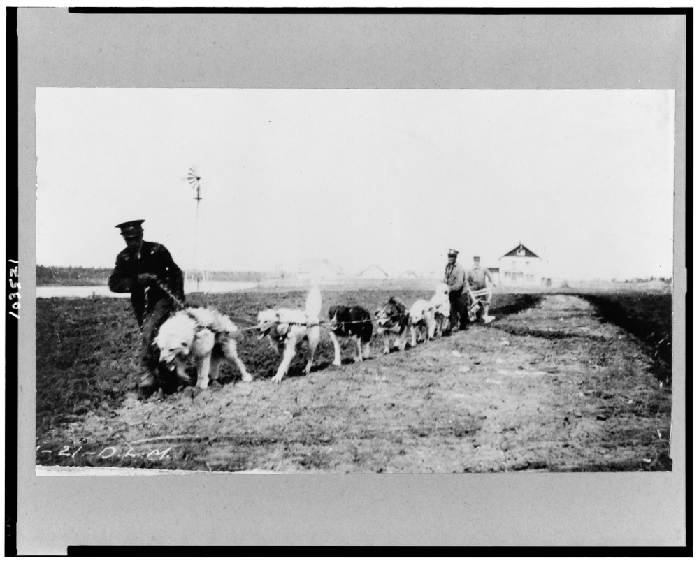 Dogs being used to plow, Hay River, Northwest Territories, Canada