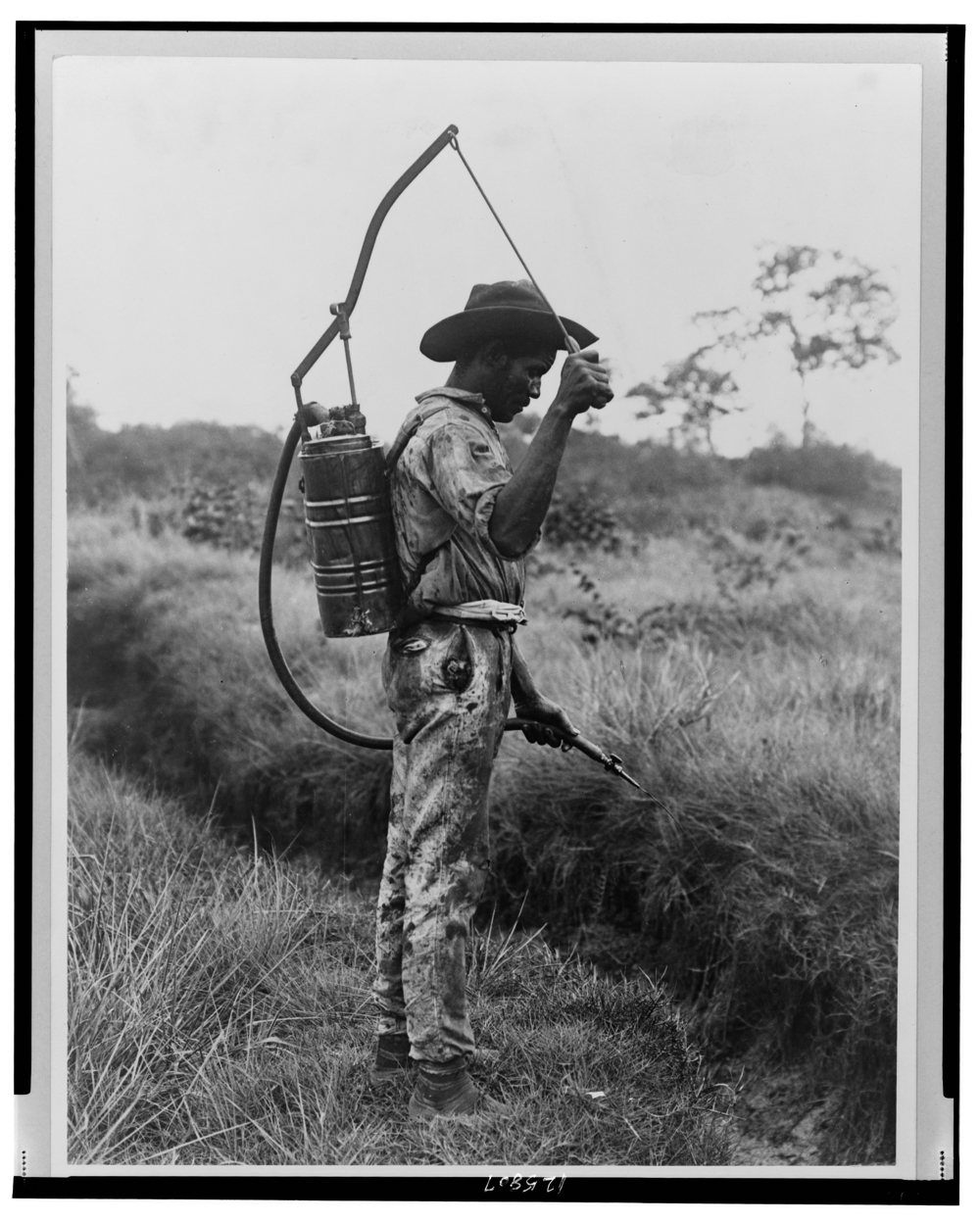 Panama--Spraying oil on breeding places of mosquitoes