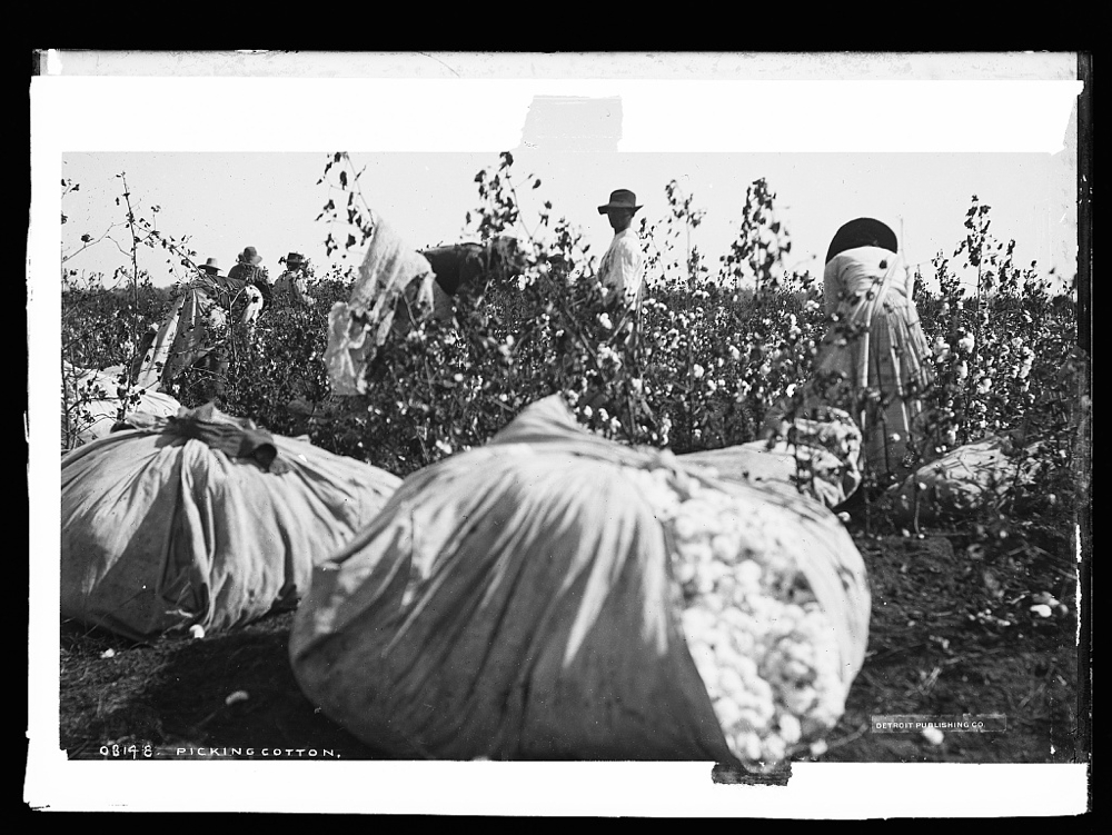 Picking cotton