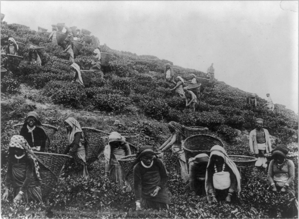 Tea pickers in the Himalayas, India