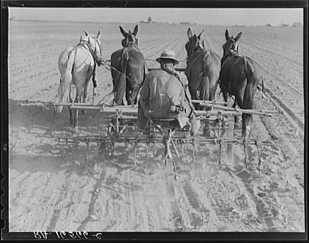 Cultivating beans with a four-row cultivator
