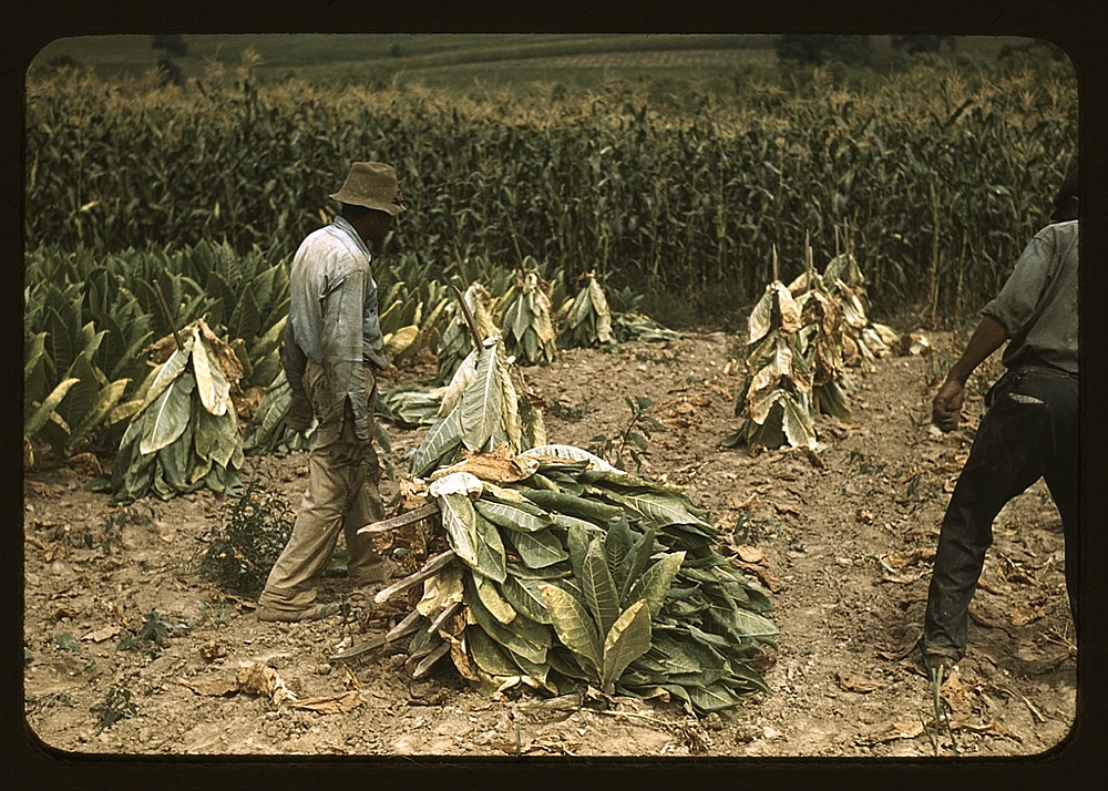 Cutting Burley tobacco and putting it on sticks to wilt before taking it into the curing