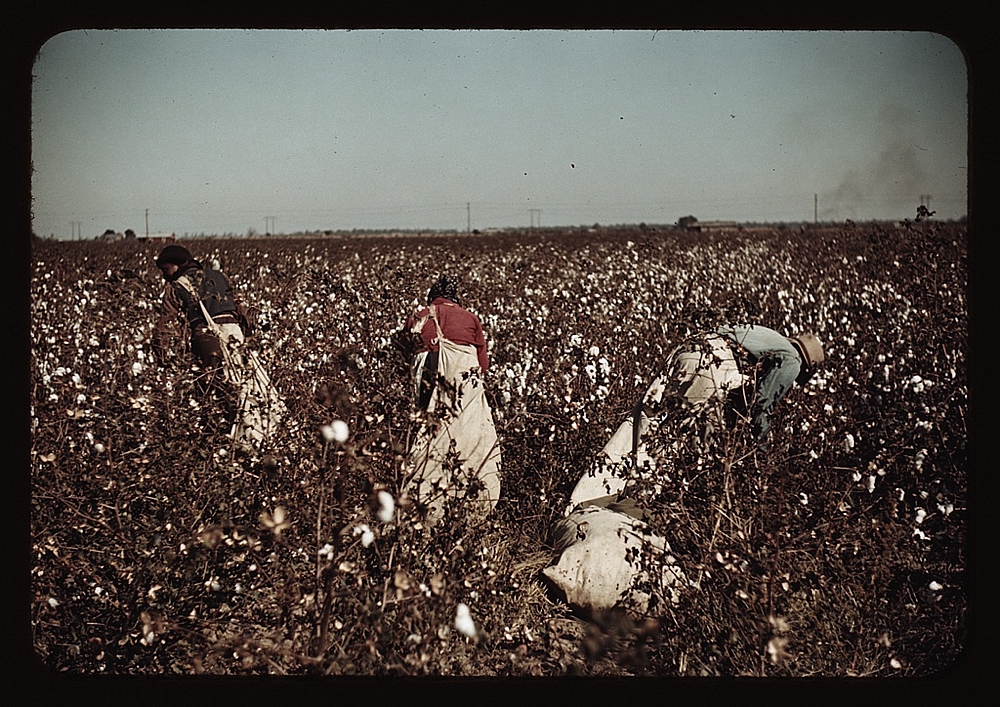 Day-laborers picking cotton near Clarksdale