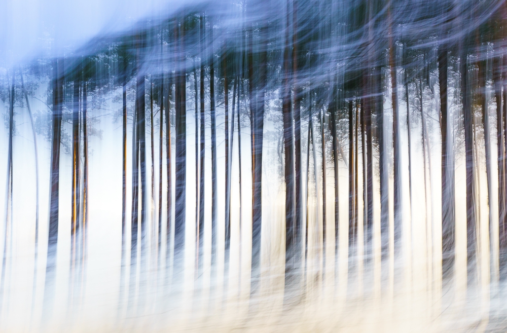 Frosty Morning Trees