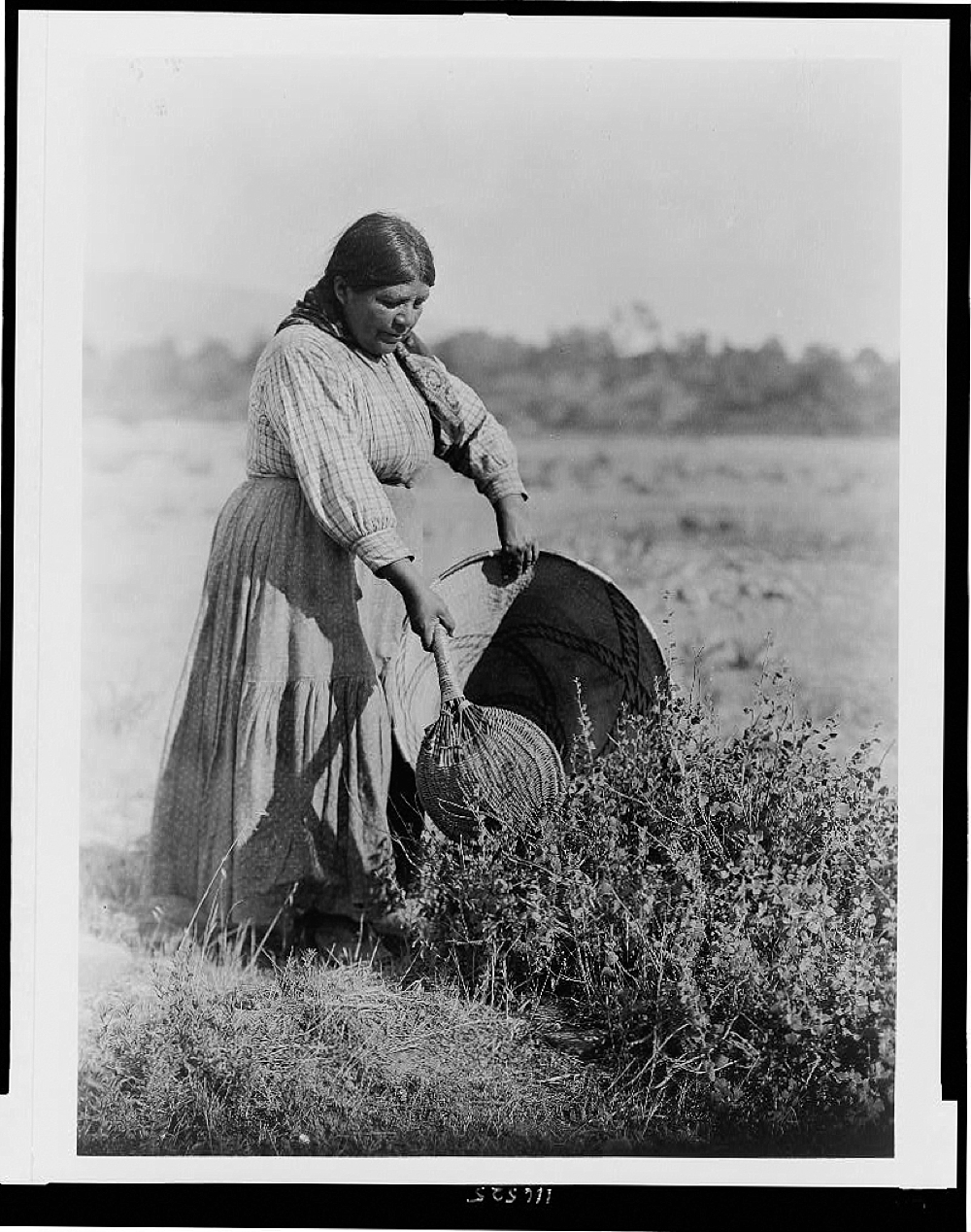 Gathering Seeds--Coast Pomo