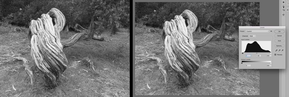 Gnarled Tree with Histogram