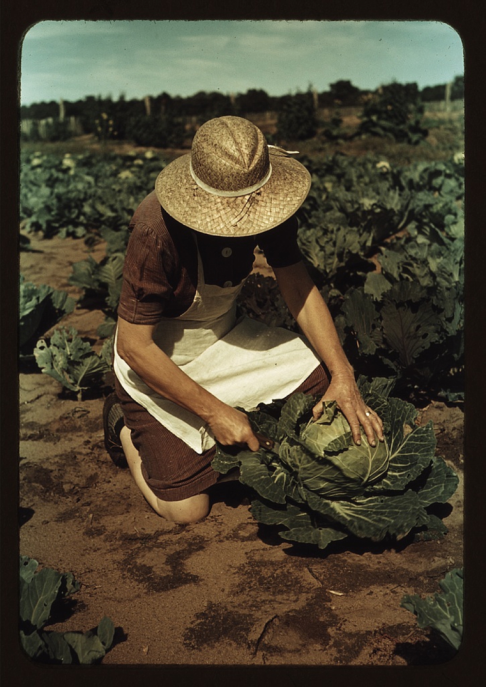 Mrs. Norris with homegrown cabbage