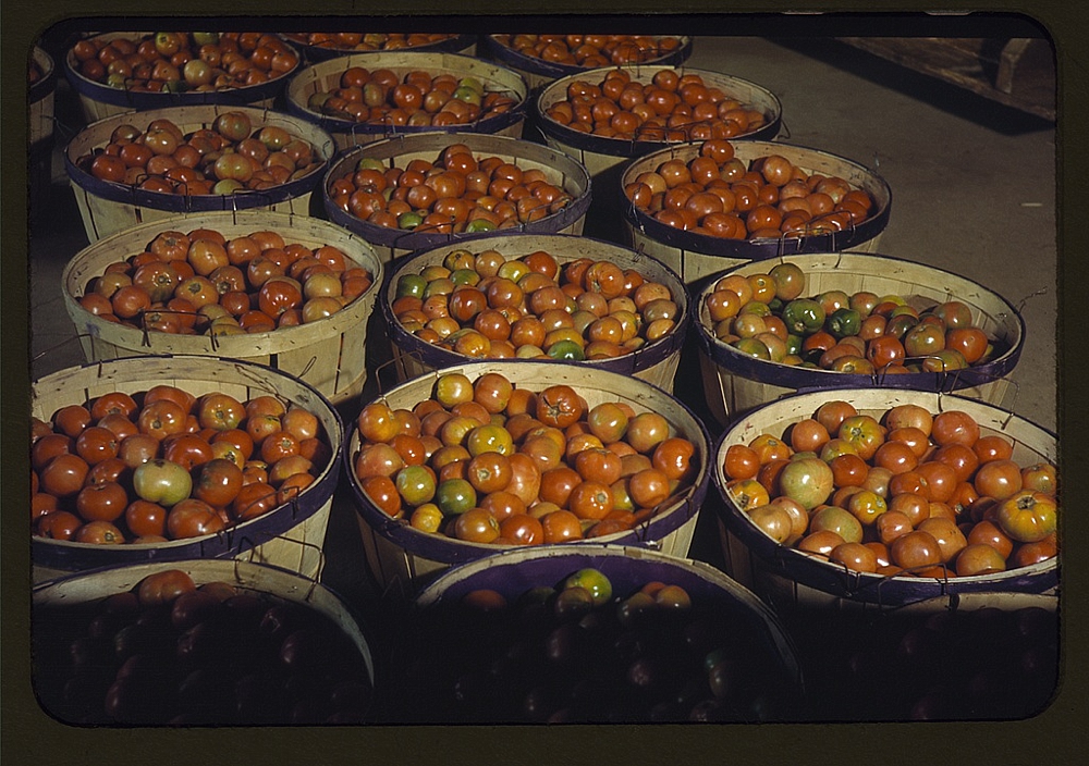 Tomatoes at the Yauco Cooperative Growers' Association