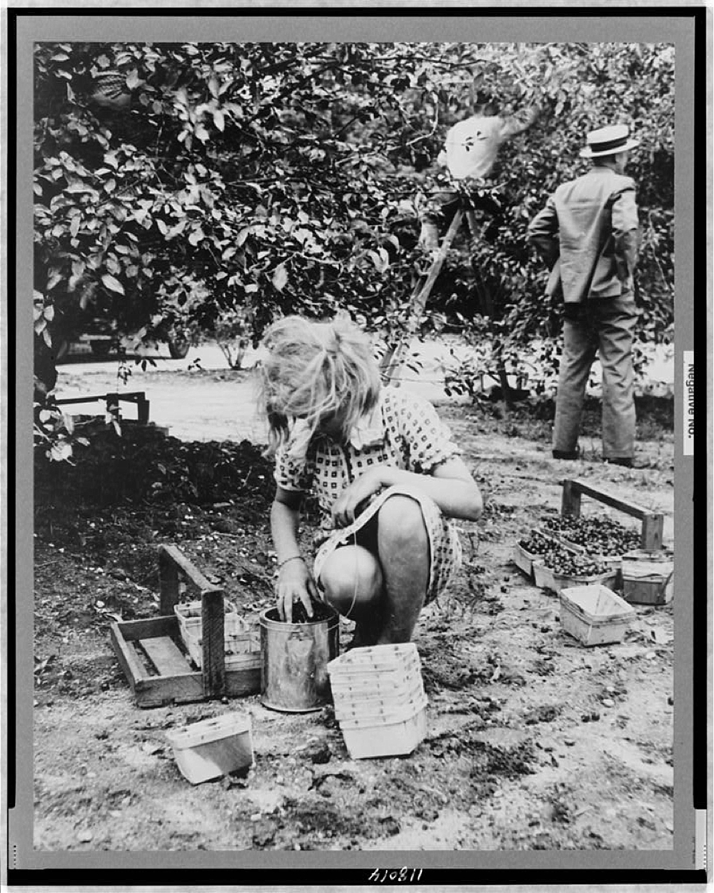 Young cherry picker, near Millville, New Jersey