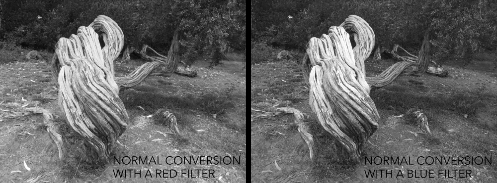 gnarled tree red and blue