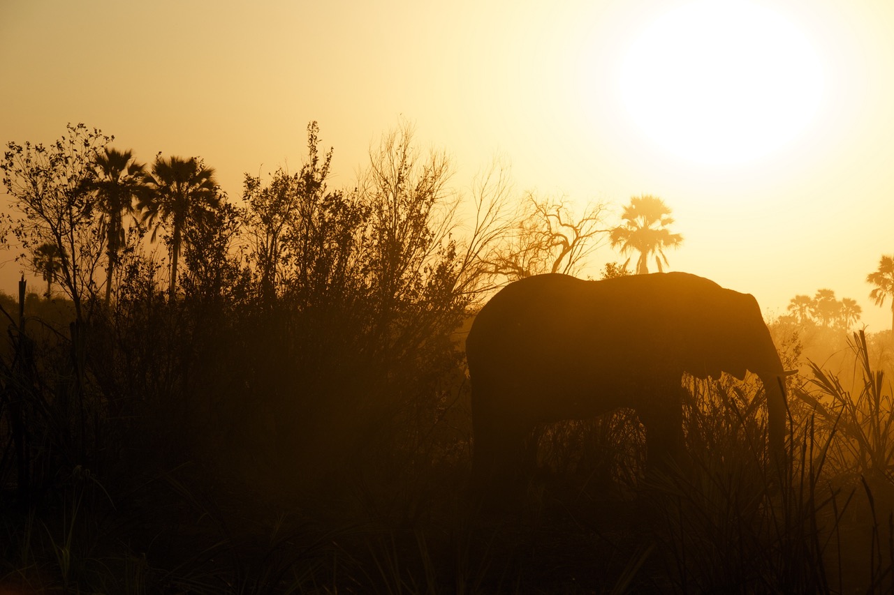 photographing a safari