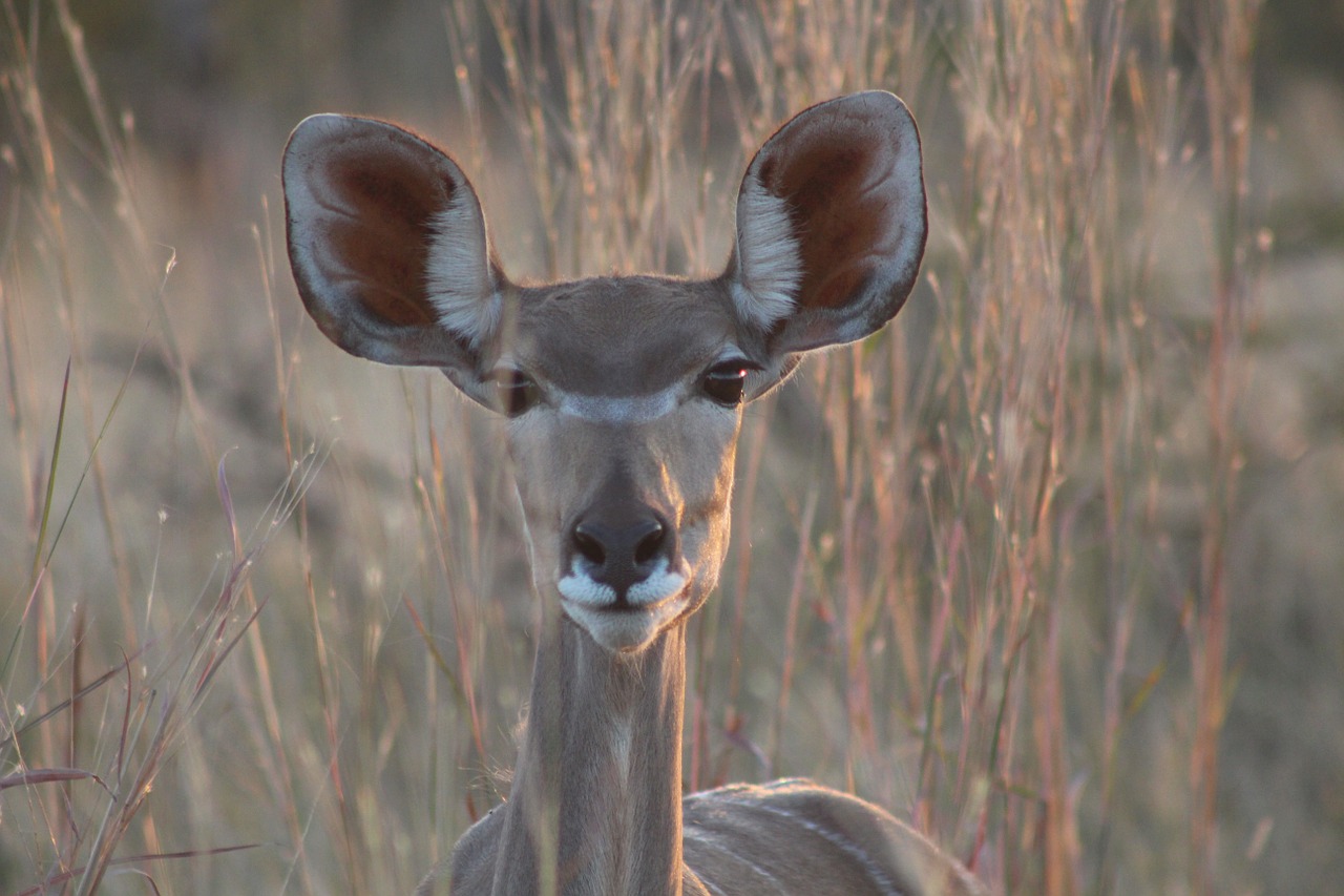 photographing a safari