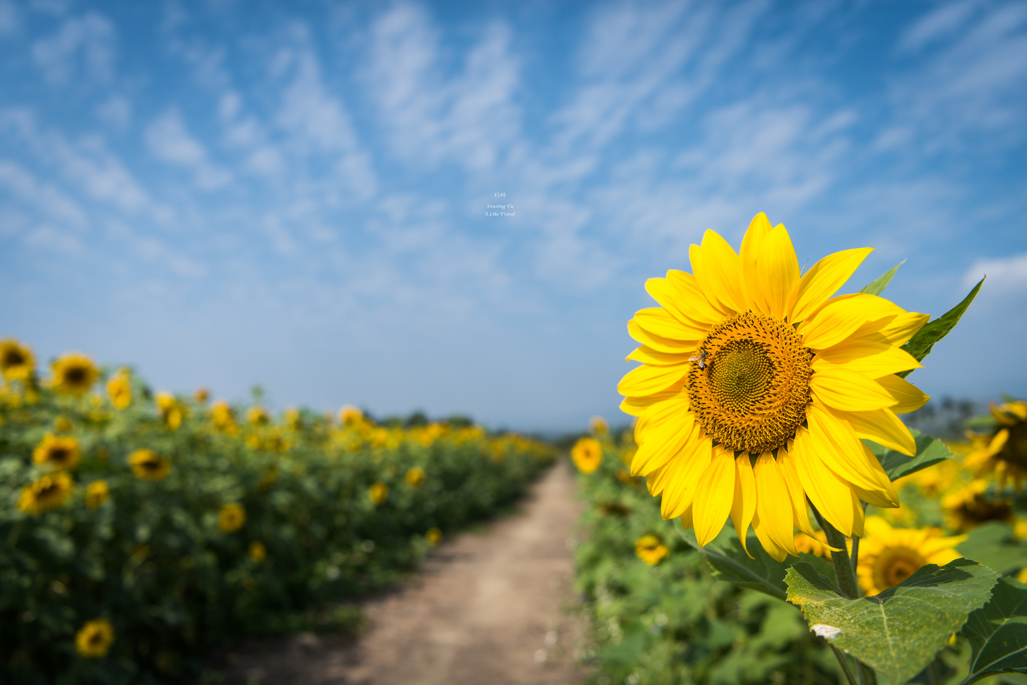 We can use color to contrast foreground and background.