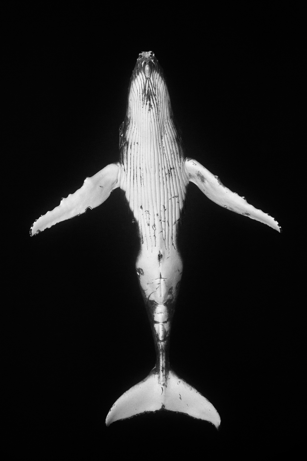 Giants - Bonus Work - Titled: “Form”