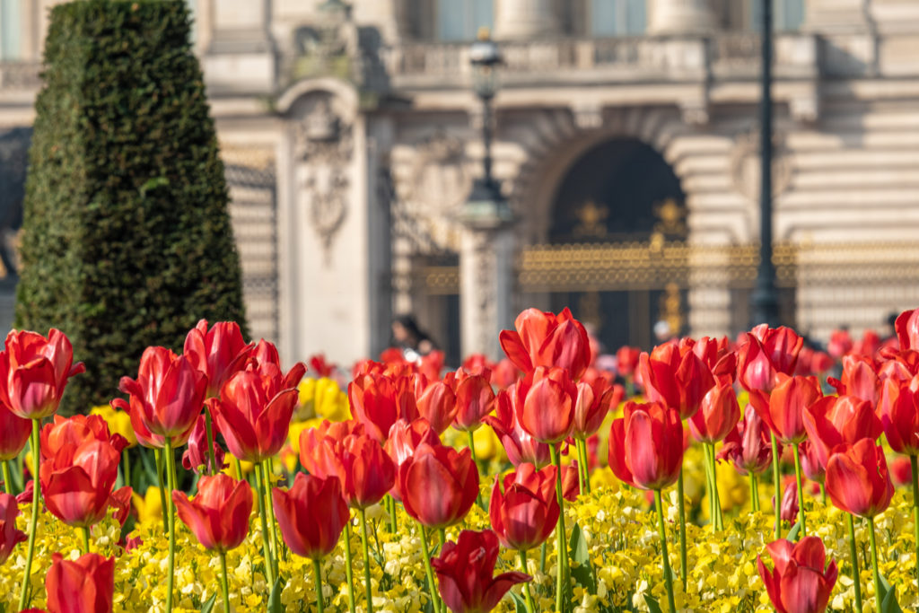 Telephoto shot of flowers in front of Buckingham Palace, London. The base of the Victoria Memorial and Palace are defocused in the background