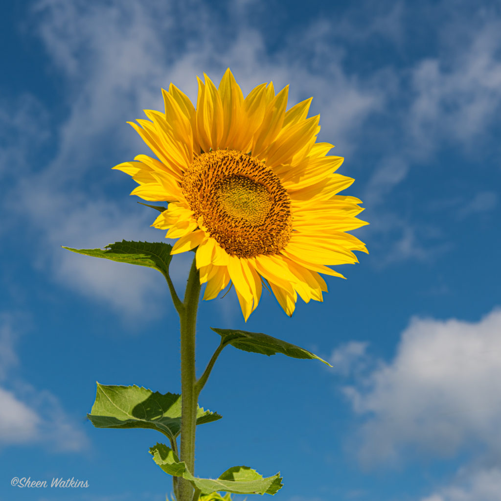 circular polarizing filter